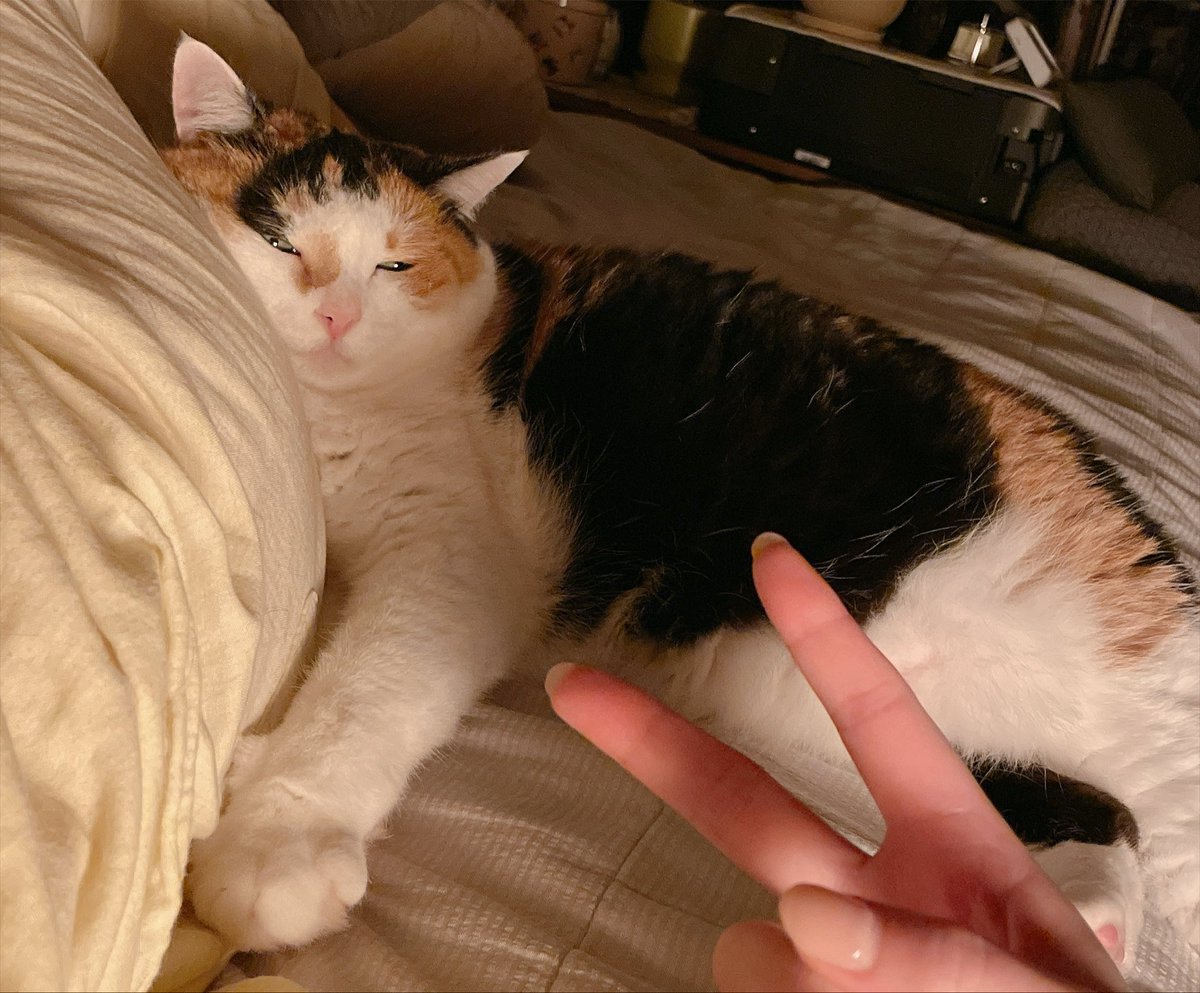 murmurata's tweet photo. 猫が全体重かけてきてくれた時の嬉しさったらないね https://t.co/08EaGdI1nO