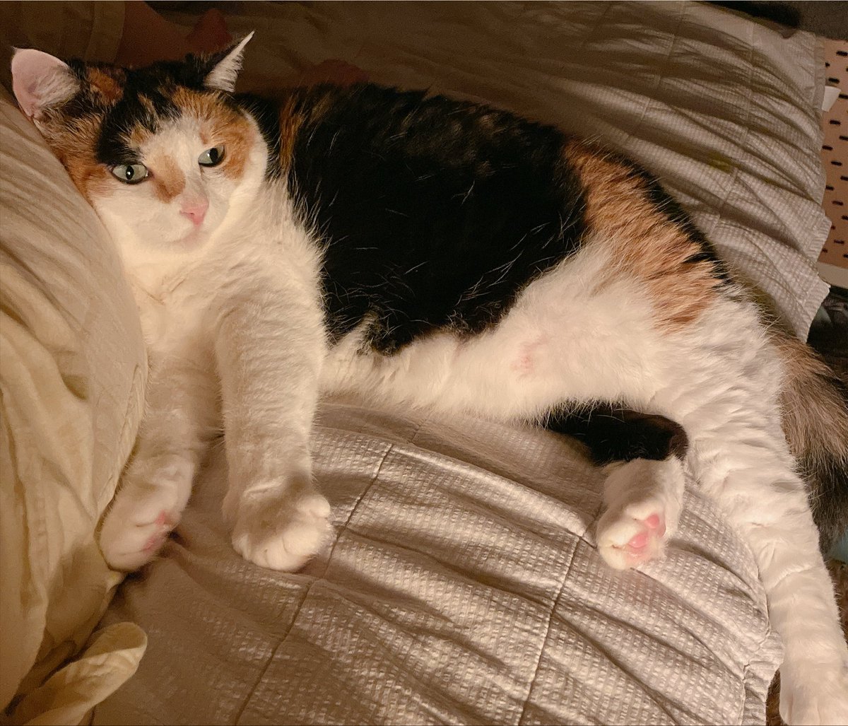 murmurata's tweet photo. 猫が全体重かけてきてくれた時の嬉しさったらないね https://t.co/08EaGdI1nO