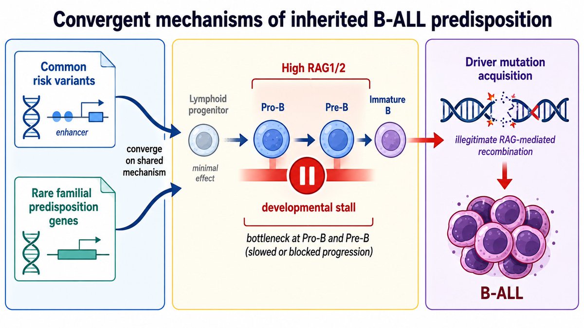 bloodgenes's tweet photo. 🚨Two complementary preprints from our group reveal convergent mechanisms of inherited B-ALL predisposition. Check out this terrific work led by @LWahlster, @ALNeehus &amp; #AndrewLee!
https://t.co/dUgwHcMyHo
https://t.co/M6keNjn1b0 https://t.co/U7NfhYyajE