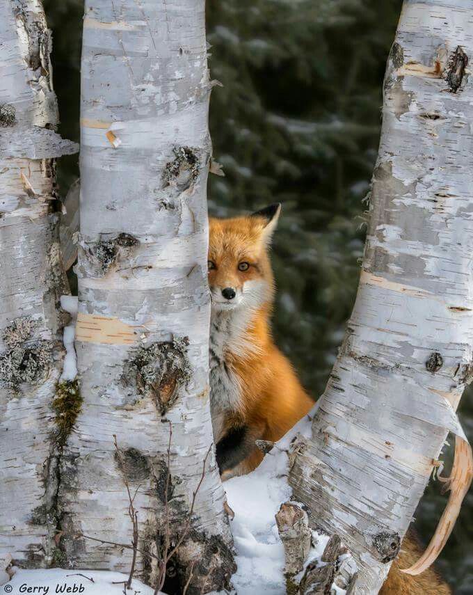 TheFoxLife's tweet photo. https://t.co/KOsObDDOSG