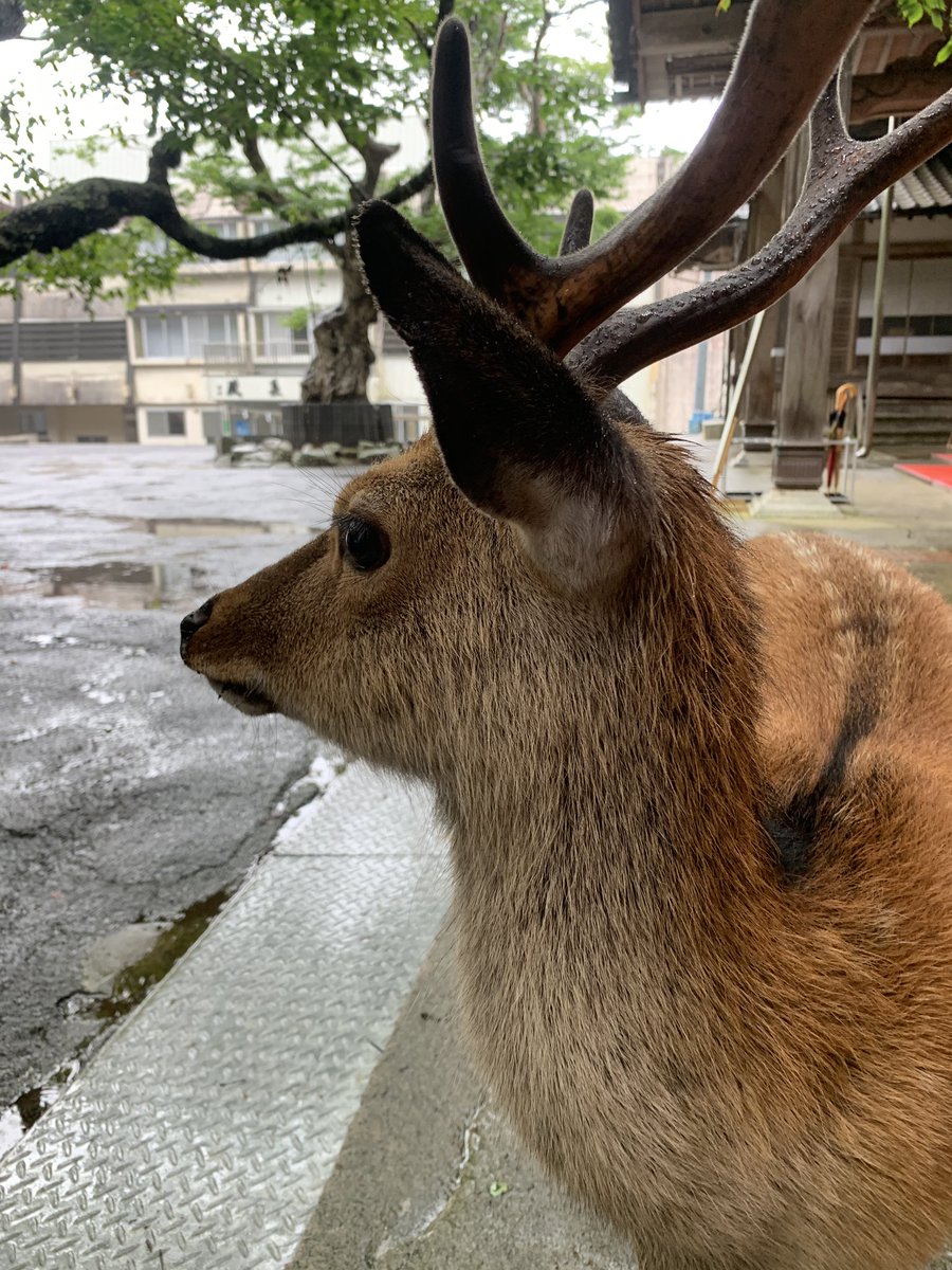 Matsu1108's tweet photo. 「神社」と「鹿」と言えば奈良を連想しますが、もう一つ宮城の方に金華山と言う場所があってそこも神社の境内に鹿がいます。

しかもそこは島なので港からフェリーで参拝するという。

面白そうだったので仙台滞在中に行ってきました。鹿の餌を与えることもできますが奈良より大人しいです。 https://t.co/Johvn5nSHN