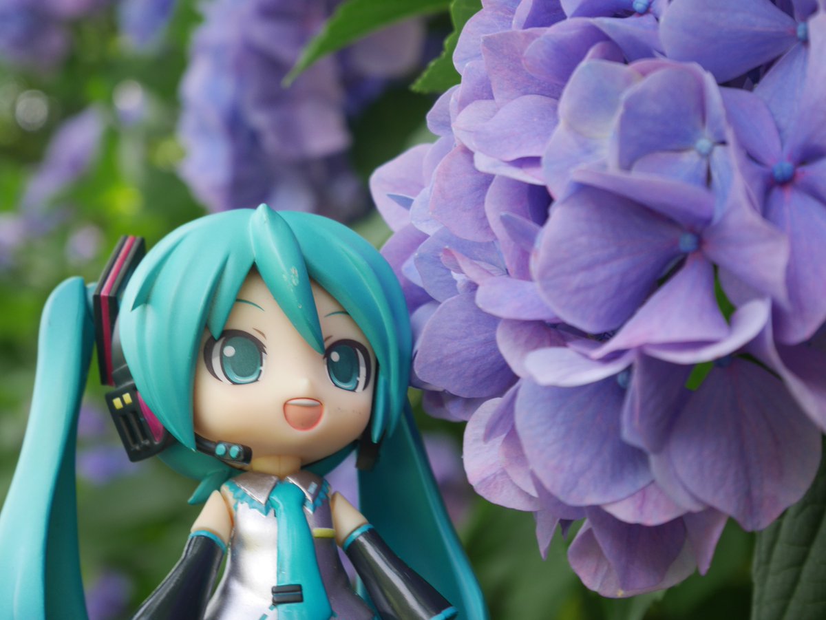 azumi_ju's tweet photo. #深夜のねんどろ撮影６０分一本勝負
8/7【はな】

ミクさんと紫陽花の花

#みくさんぽ https://t.co/SmJkKWnXvZ
