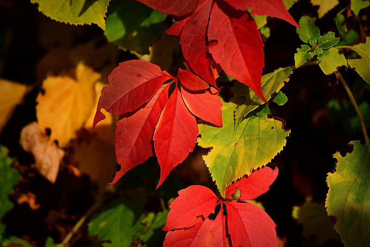 lyrawanders's tweet photo. beauty of red 🌿🍃❤ https://t.co/H1PMwpR2MU