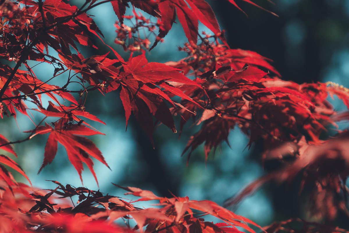 lyrawanders's tweet photo. beauty of red 🌿🍃❤ https://t.co/H1PMwpR2MU