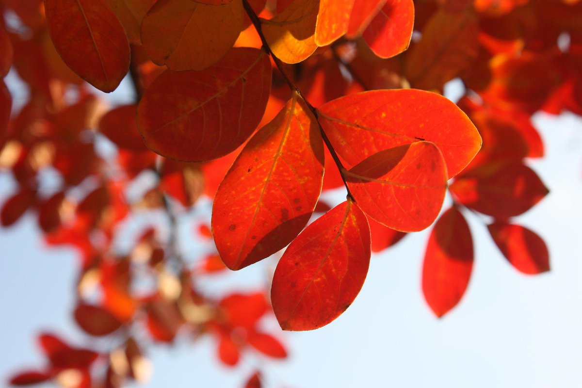lyrawanders's tweet photo. beauty of red 🌿🍃❤ https://t.co/H1PMwpR2MU