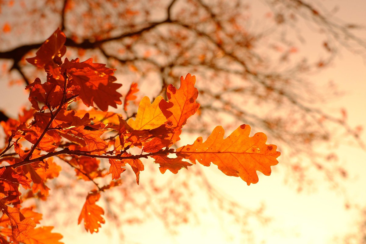 lyrawanders's tweet photo. beauty of red 🌿🍃❤ https://t.co/H1PMwpR2MU