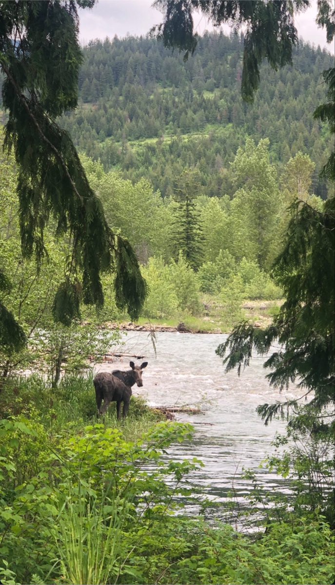 bearlydown's tweet photo. @DietCokeVEVO feel like i have to leave my moose tax now 🤠 https://t.co/hrW9iAJavc