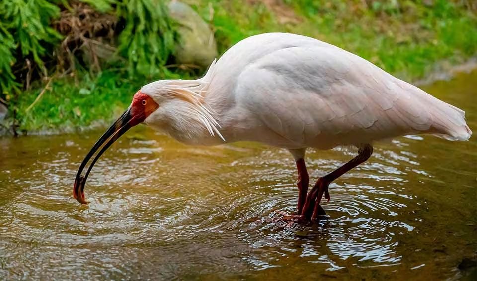 TimGluckman's tweet photo. #Rewilding #China  I 1981 Dr Liu Yinzen sat down to write re crested ibis.
He'd walked 50000k  asking #peasants if they'd seen photod bird (a la #Mao!)
&amp; finally found sb who'd seen it; 7 only left.
Then #Peking #protected it &amp; it made huge #comeback
https://t.co/tXbBpenK2k https://t.co/6DXPmrMip0