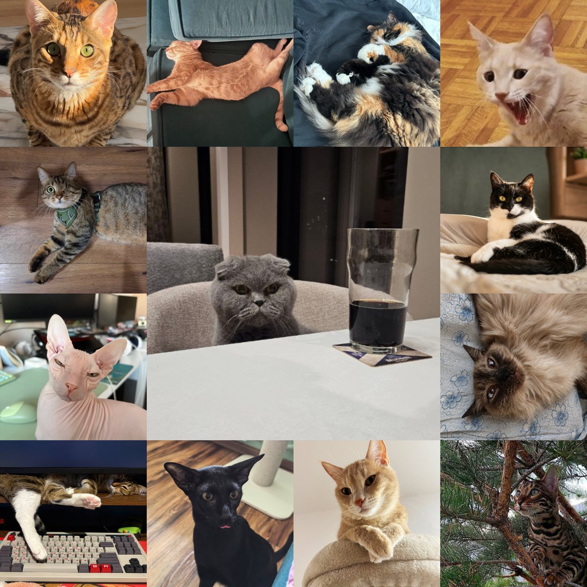 mundfish's tweet photo. Happy International Cat Day! 🐈🐈‍⬛
Meet the furry members of our team - regular guests on our calls and top specialists in moral support. 🐾
#AtomicHeart #InternationalCatDay https://t.co/y4yFRtQlk0