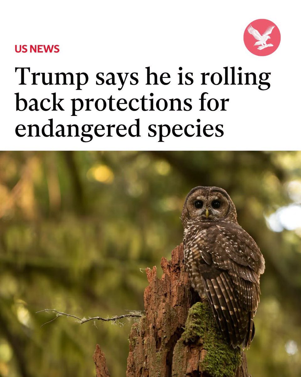 Protect_Wldlife's tweet photo. President Donald Trump has said his administration is rolling back environmental protections established by the 1973 Endangered Species Act, saying it has been used to hold back human activity “unreasonably.”

“For far too long, Radical Climate Activists attempted to hold our Great Country hostage by drastically and unreasonably expanding the intended scope of the Endangered Species Act,” Trump wrote on Truth Social.

Why does he hate wildlife and the environment so much!! 😡

More: https://t.co/G8zyyYDDVF