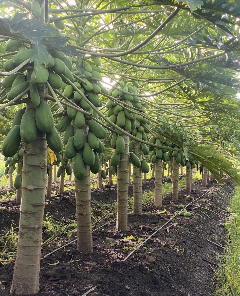 IvanDMC's tweet photo. 🟠 "Córdoba es hoy el líder nacional de papaya en Colombia, con más del 25% de la producción del país y ya exportando a Curazao. A nivel mundial, Colombia está en el top 10, aunque Perú ya la superó con 200.000 toneladas frente a las 130.000 de Colombia. https://t.co/zQNcGlfqV1