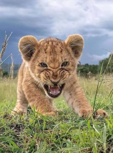UngaGR's tweet photo. @KIO Rise of a King - on Solana
7rMnp9EJd61SvNn8LGc7SAJeQxM36oeECKmP2a7opump https://t.co/opCTktBoKr