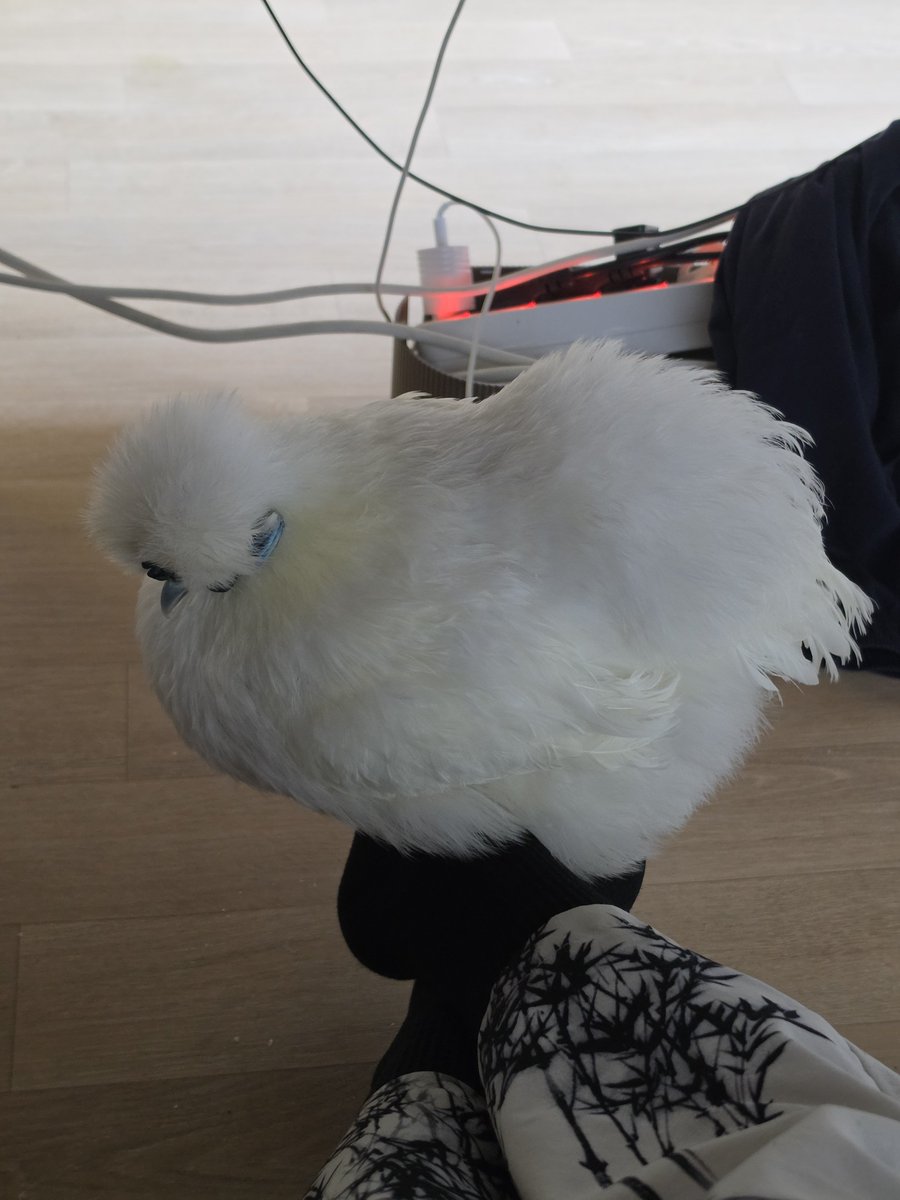 mamama03ma's tweet photo. 잔다.. 발등에서... https://t.co/HVjaMyJXn8