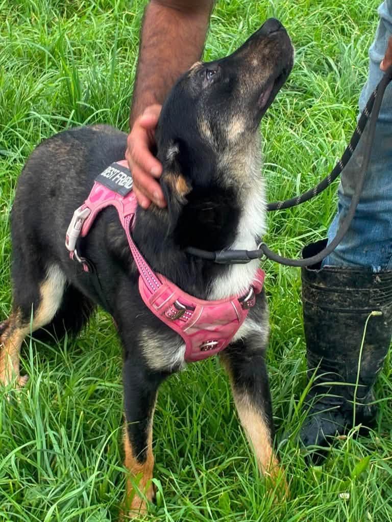 Pawprints2F's tweet photo. Romania

9 month old Fawn can be a little unsure of the world, so she will need patience and reassurance.
Underneath her shy exterior is the sweetest, funniest and most beautiful little soul 🌸
Fawn can live with dogs and kids 8+, and we can cat test her.

https://t.co/UKATK6Nz6w https://t.co/HiHxYu4oCL