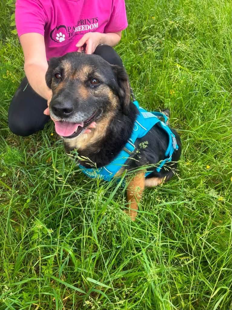 Pawprints2F's tweet photo. Romania

A TERRIFIED DOG WHO IS TRYING SO HARD TO BE BRAVE 💙

8 year old Fuogo needs patience, kindness and gentle care in his new home 🥺
A friendly, confident dog in the home will boost his confidence!
We can also cat and child test him.

https://t.co/uLrEQRSwZb https://t.co/YIy7qd1z2D
