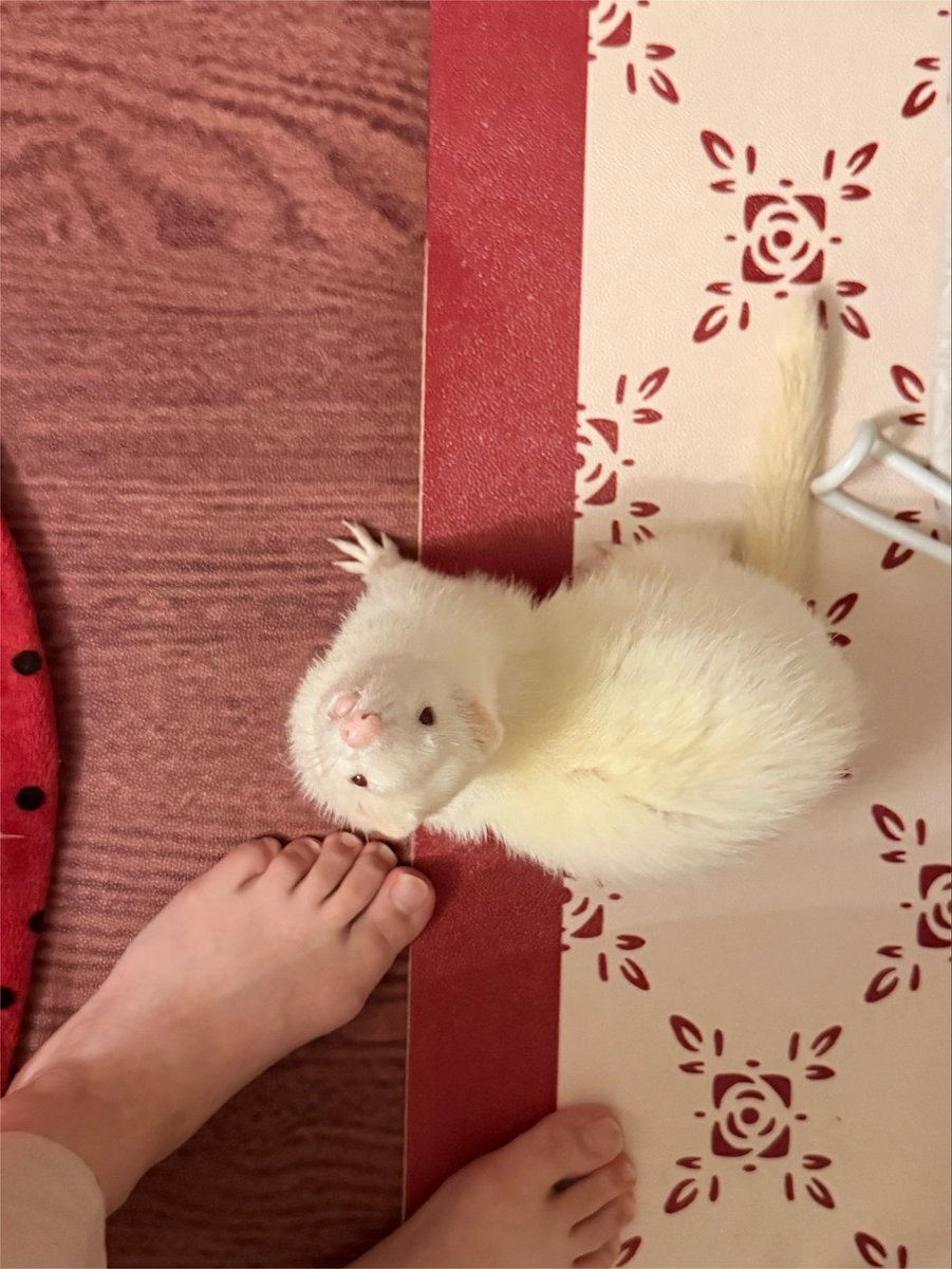 ferret_draco's tweet photo. なんかすっごい話しかけてくる！！！！
なんだ？？？もう！かわいくてかわいくてパクパク食べちゃうぞ！！！！ https://t.co/zqFxS6zGJz