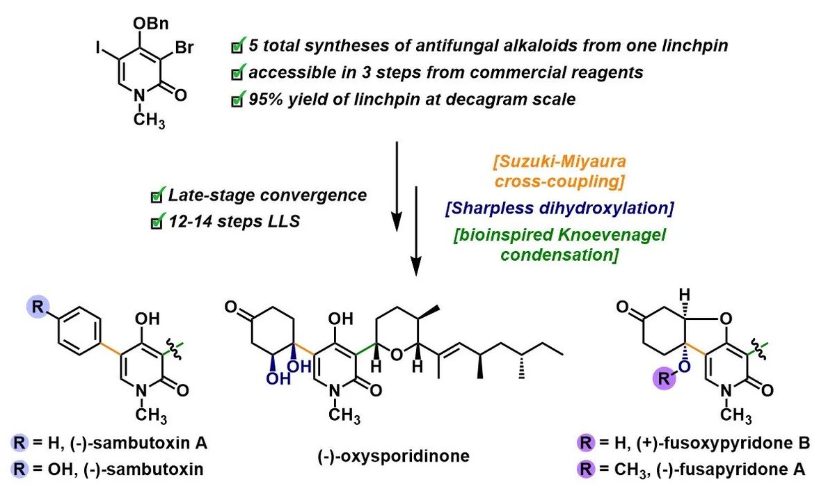 BenjaminChiok's tweet photo. I’m excited to announce my first co-author publication as a chemist! We (@WuestLab) disclose the total synthesis of 5 pyridone alkaloids, diverging from a single linchpin intermediate and relying on a late-stage convergent strategy. (1/2)

https://t.co/cPwKiMK5I8 https://t.co/kPa1AcB3Zo
