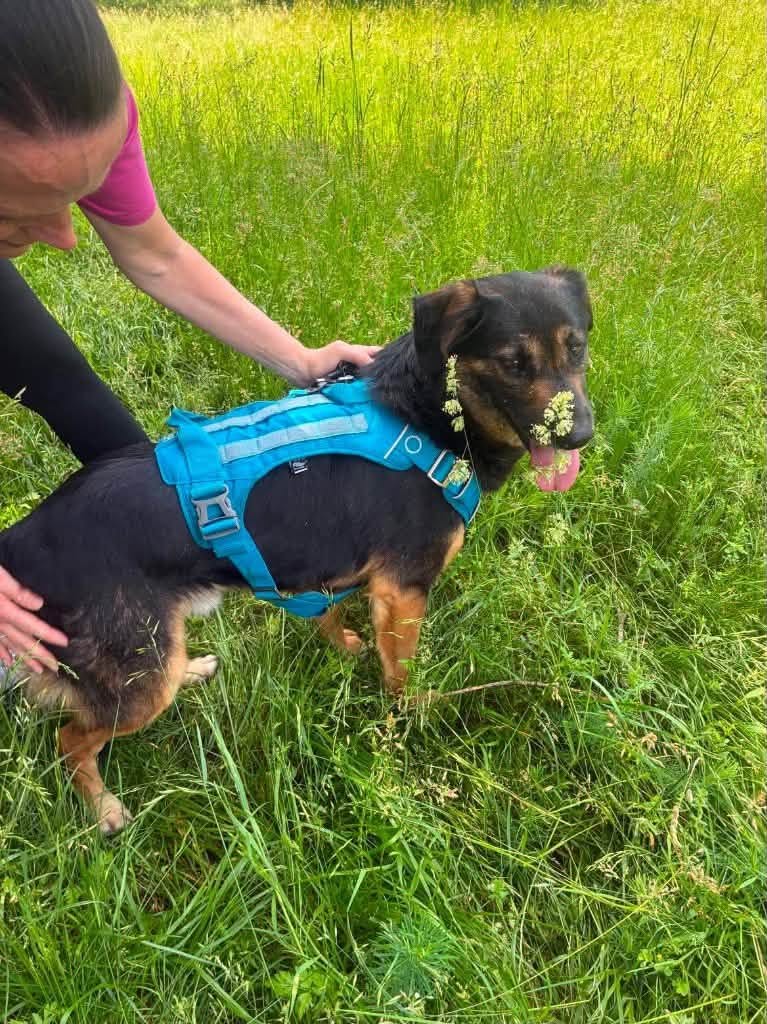 Pawprints2F's tweet photo. Romania

A TERRIFIED DOG WHO IS TRYING SO HARD TO BE BRAVE 💙

8 year old Fuogo needs patience, kindness and gentle care in his new home 🥺
A friendly, confident dog in the home will boost his confidence!
We can also cat and child test him.

https://t.co/uLrEQRSwZb https://t.co/YIy7qd1z2D