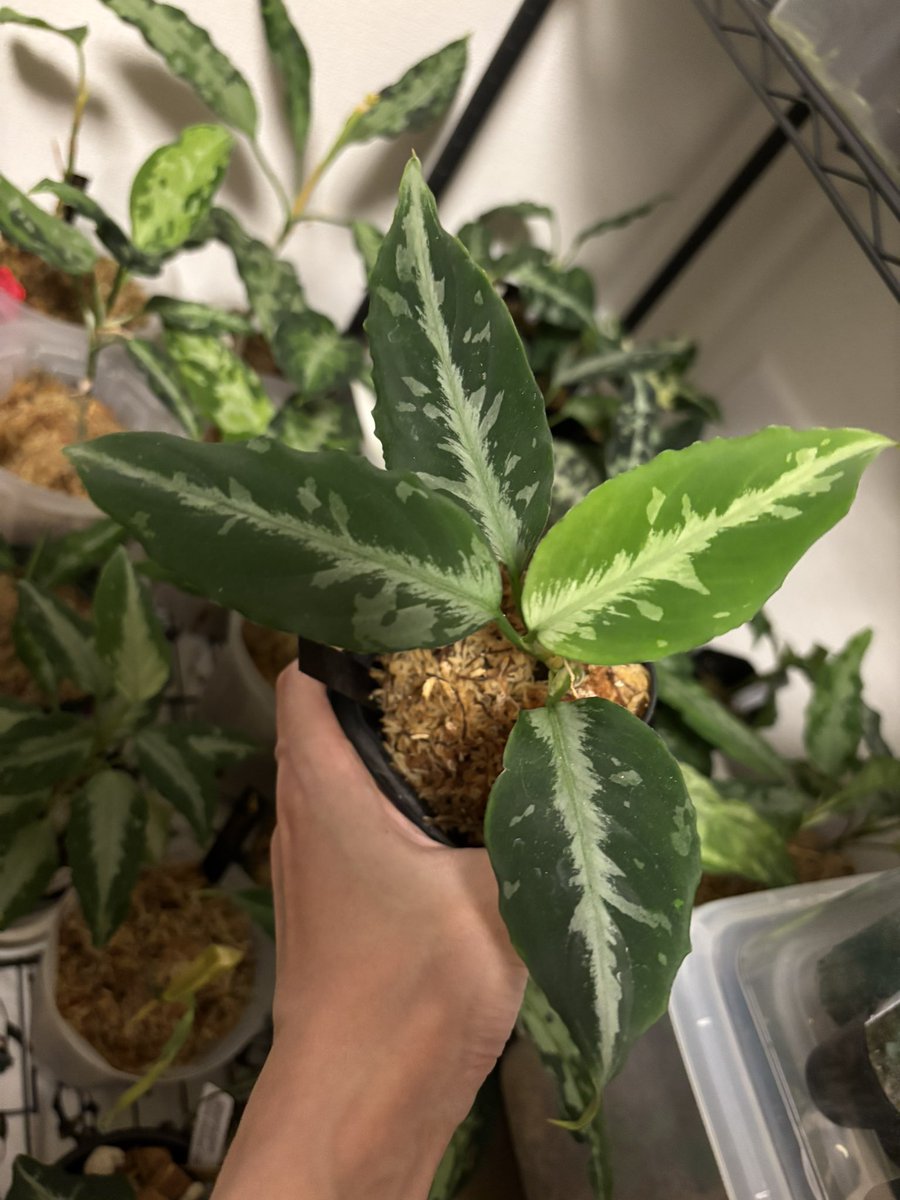forge_monster's tweet photo. Aglaonema pictum Argentum 
“Made in heaven”［LA1113-3ss］

まだまだこれからですね。 https://t.co/V5Ekmr1VLf