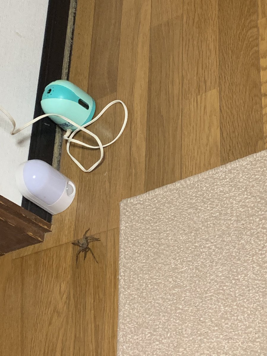 physicstupid's tweet photo. ばかでかい蜘蛛出てきて家出を決意した https://t.co/uS4VCblmTA