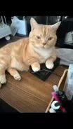 ANANotintin's tweet photo. 迷子になってしまいました見かけた方DMください #猫 #迷子猫 #埼玉県富士見市鶴馬 https://t.co/vs9wT1zLvW