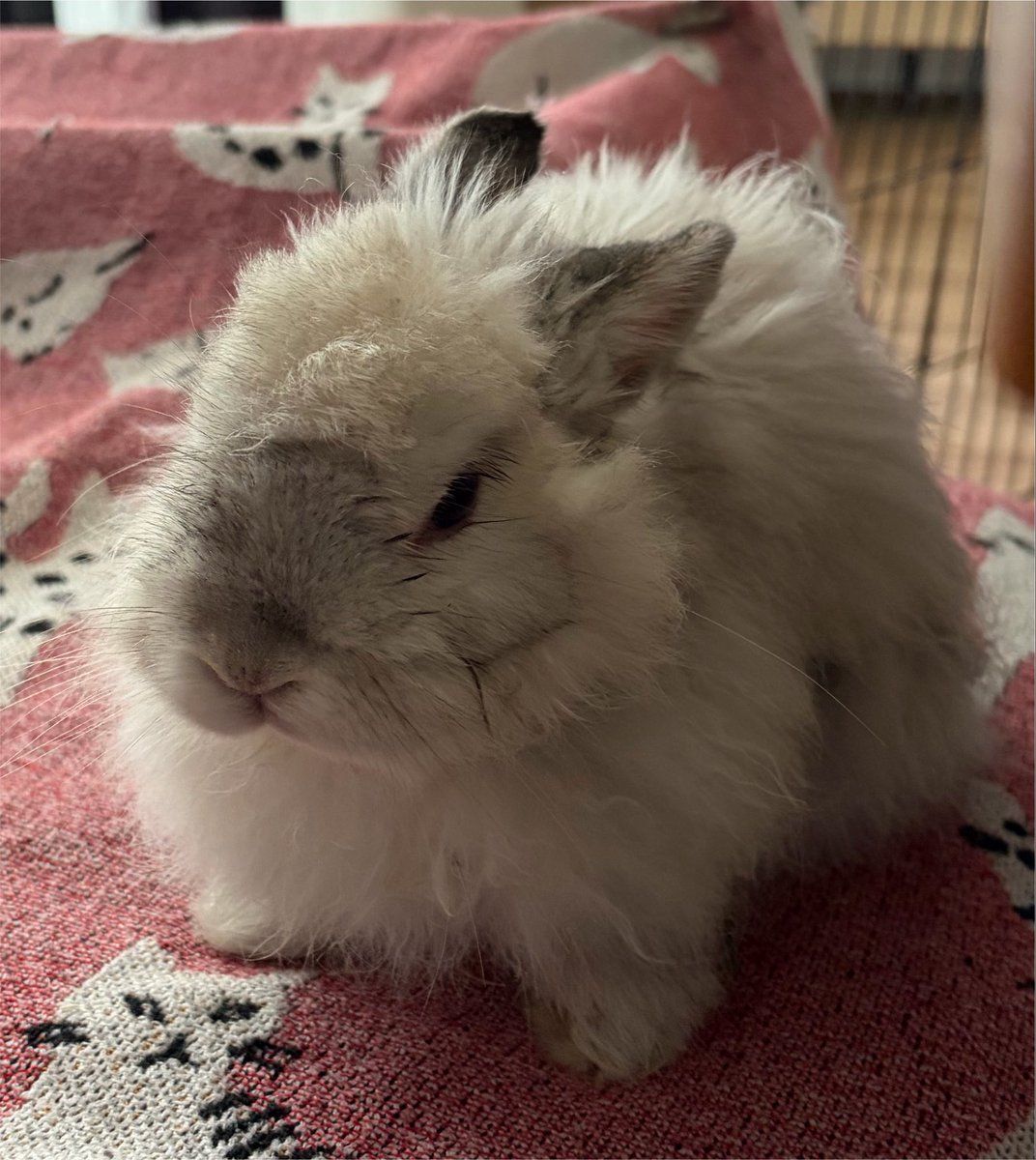 pro_n_rabbit's tweet photo. ←普段のでんでちゃん　
　　　　　→病院連れてかれたでんちゃん https://t.co/JZEtwSbplG
