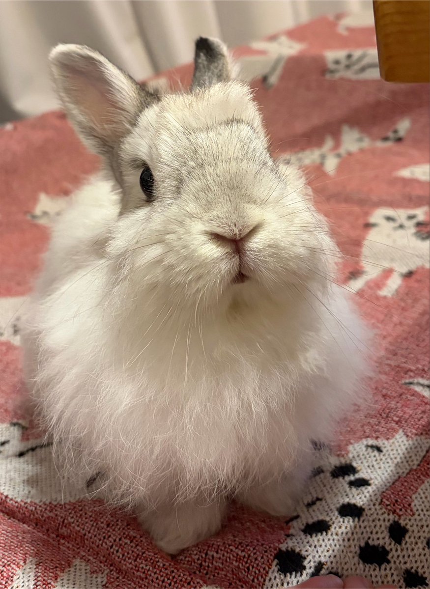 pro_n_rabbit's tweet photo. ←普段のでんでちゃん　
　　　　　→病院連れてかれたでんちゃん https://t.co/JZEtwSbplG