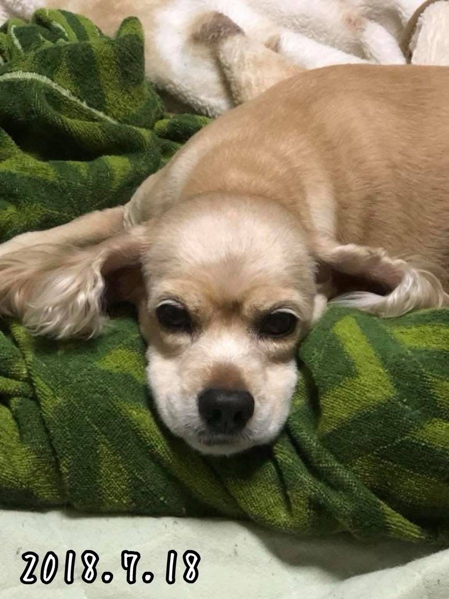 Kawoo14's tweet photo. いまだにこの子が恋しくて泣く私はおかしいのだろうか……
ココちゃんのために私の右腕はあるんだけどな💦
#アメリカンコッカースパニエル
#いつでも戻ってきて
#いまだに恋しい https://t.co/cP3OvqosnL