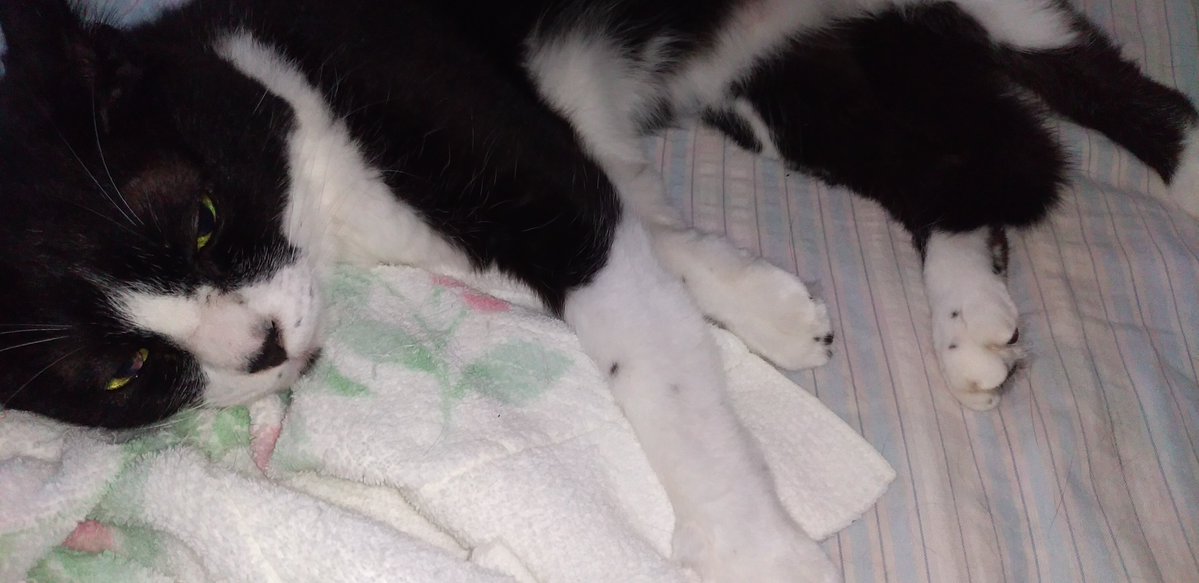 TAMAKINOO's tweet photo. 🐱❤️🥰☺️#猫のいる暮らし #猫好き #猫のいる幸せ #猫との生活 #猫 https://t.co/8dztGPEp9T