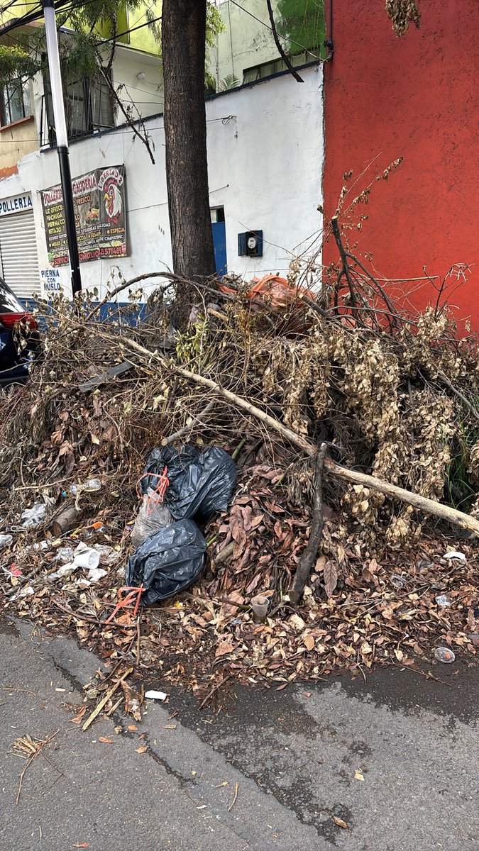 dr_colesterol's tweet photo. "Hola @BJAlcaldia @locatel_mx @SEDEMA_CDMX @PAOTmx  Col. Josefa Ortiz de Domínguez (Isabel La Católica entre Guípuzcoa y Niños Héroes realizaron una poda de árboles, dejaron los troncos tirados / podaron de forma excesiva. Y empiezan a dejar basura. Cuándo limpían? https://t.co/AbRjiw1GX6