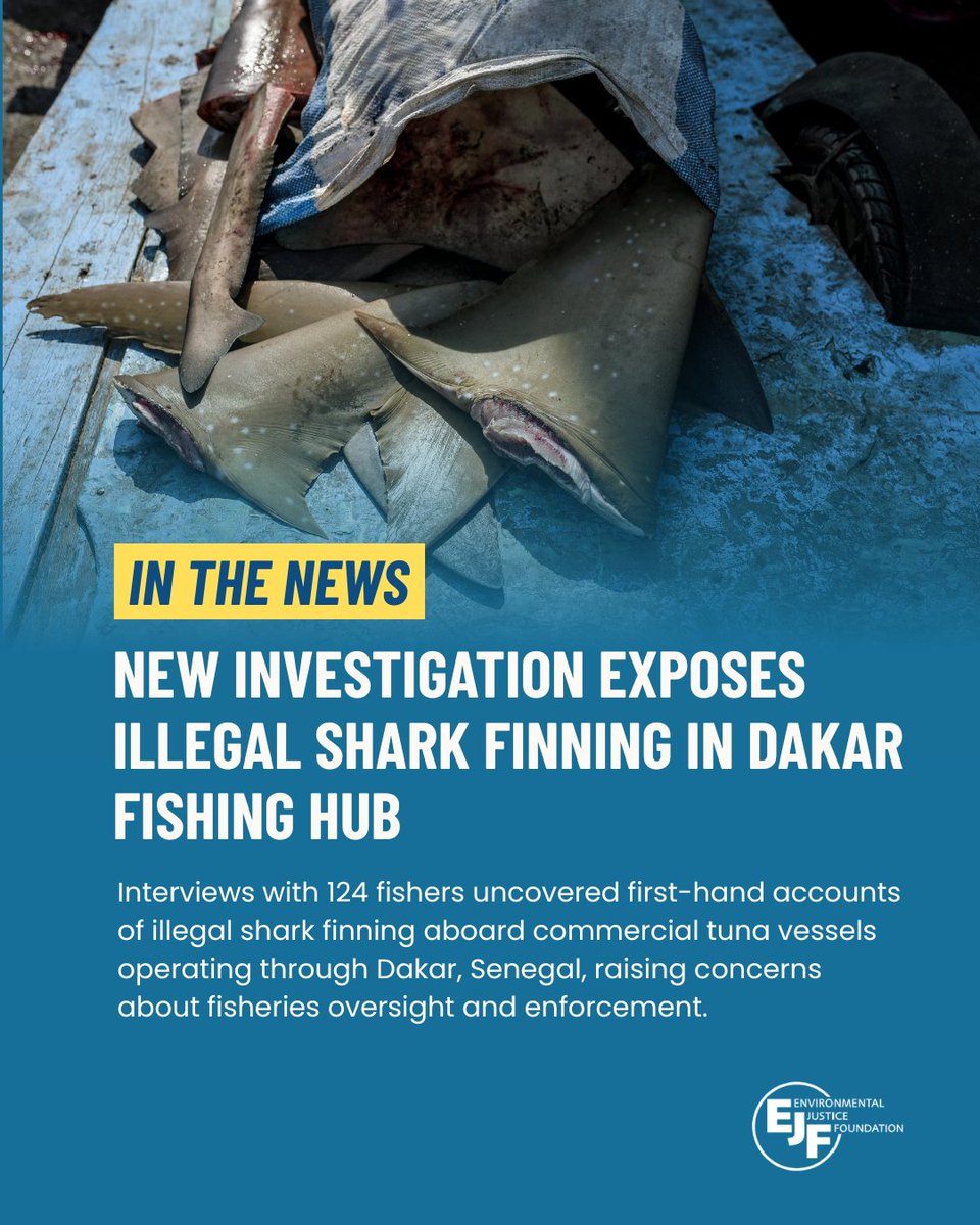 teamfinfree's tweet photo. Investigations like this show why continued research, accountability, and conservation action remain important in protecting sharks around the world.

#SaveSharks #OceanConservation #SharkConservation https://t.co/eEt2NnvWZp
