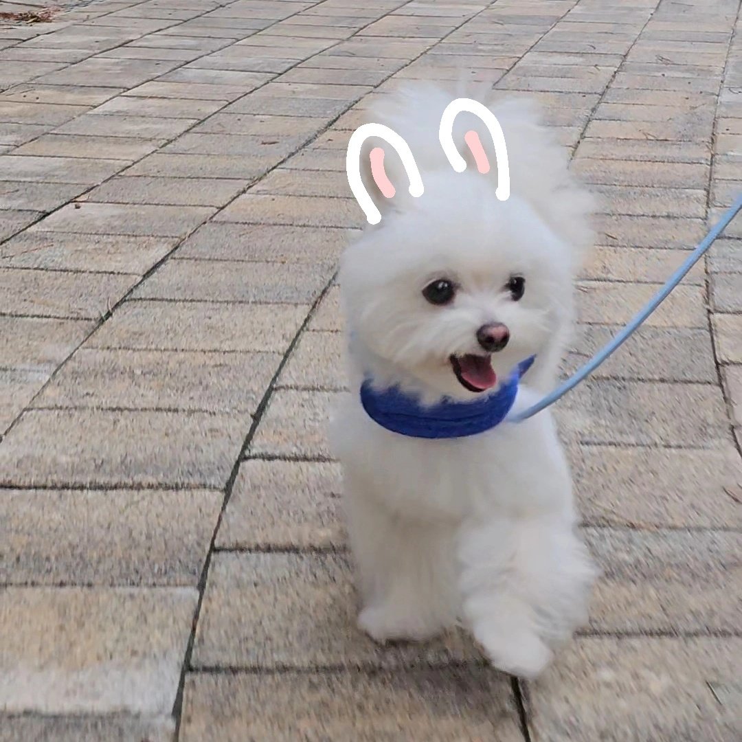 ssalpowder's tweet photo. 사실 가루는 강아지가 아니라 토끼예요 https://t.co/IiqhXeLyDN