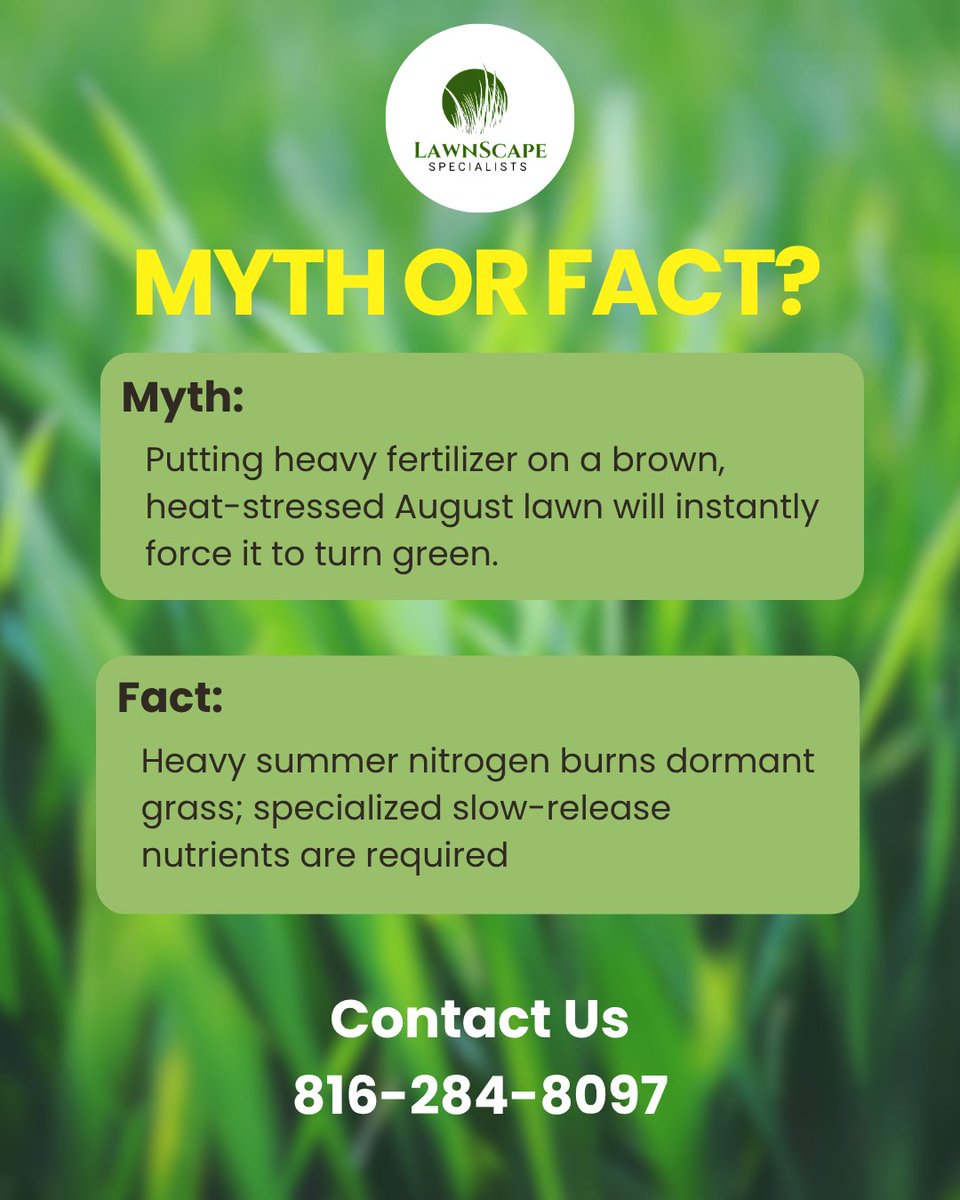 LawnscapeKC's tweet photo. Myth: Putting heavy fertilizer on a brown, heat-stressed August lawn will instantly force it to turn green. 

Fact: Heavy summer nitrogen burns dormant grass; specialized slow-release nutrients are required.

Call us at (816) 284-8097 for a lawn treatment plan.

#Lawn #LawnCare https://t.co/yjFjqGCr3C