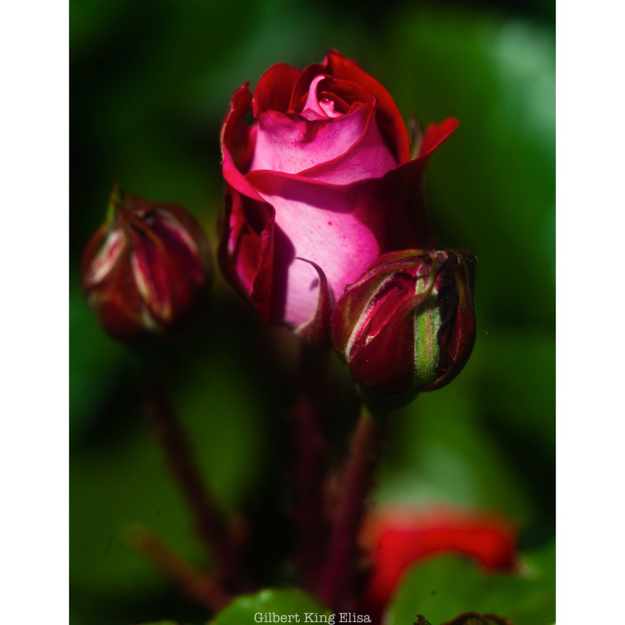 GilbertKElisa's tweet photo. The Rose  
#GilbertKingElisa #photography #photographer #red #rose #roses #flower #flowers https://t.co/KiWqlYNxBA