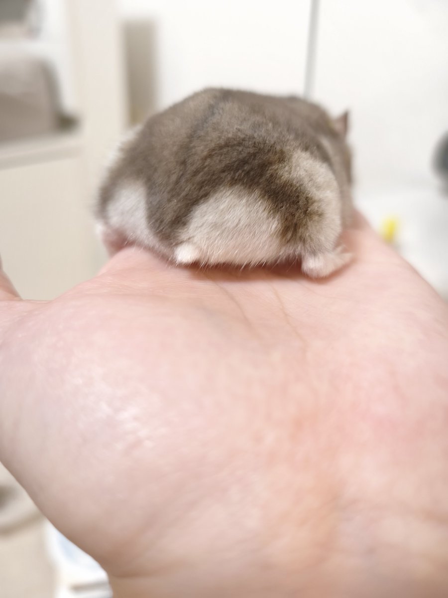 kemari_no_ouchi's tweet photo. 🐹ふわふわ おちり。 https://t.co/IhhyU4BLDO