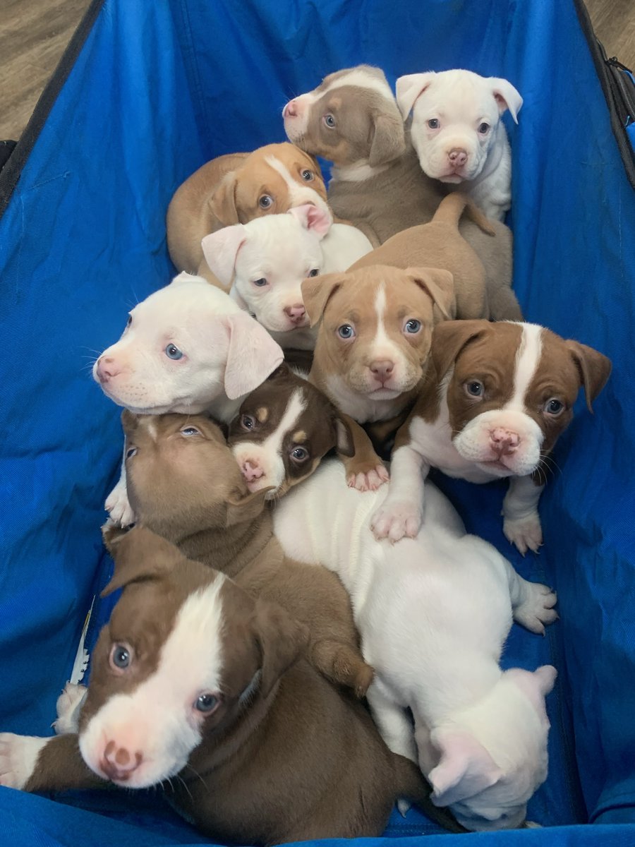 _ACOxford's tweet photo. After a C-section, the next time we see the puppies we delivered is at their first puppy vaccines between 6 to 8 weeks old! They grow up so fast 🥹

#AnimalClinicOfOxford #PuppyVaccines #TheyGrowUpSoFast #VaccinateYourPets https://t.co/r4Mlr6kO6r