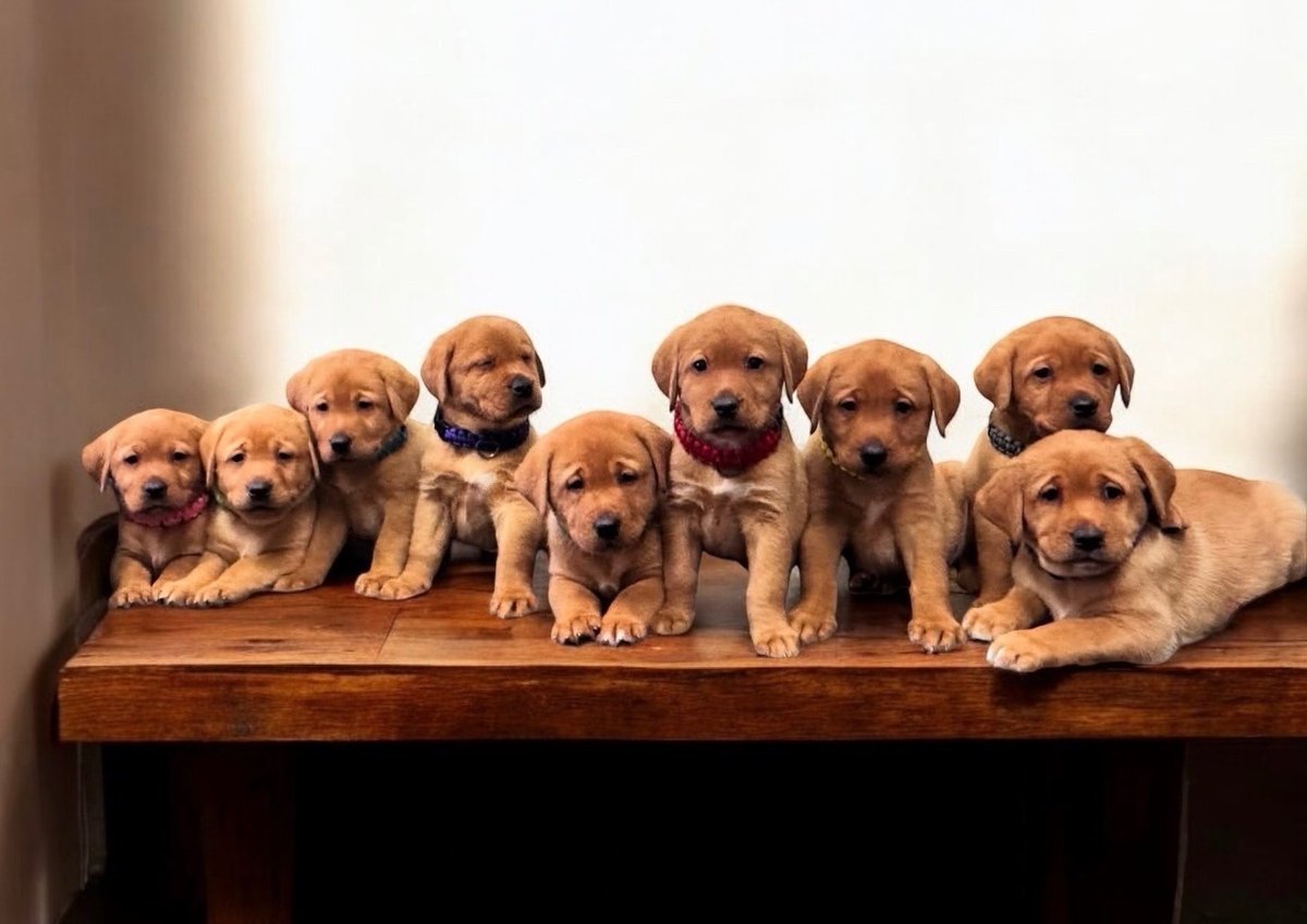 _ACOxford's tweet photo. After a C-section, the next time we see the puppies we delivered is at their first puppy vaccines between 6 to 8 weeks old! They grow up so fast 🥹

#AnimalClinicOfOxford #PuppyVaccines #TheyGrowUpSoFast #VaccinateYourPets https://t.co/r4Mlr6kO6r