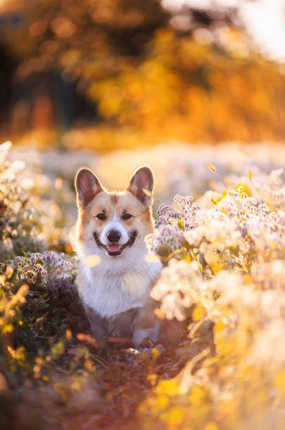 augustcfcraneyI's tweet photo. 自然の中で癒し✨🐶 https://t.co/FOhd42L65q