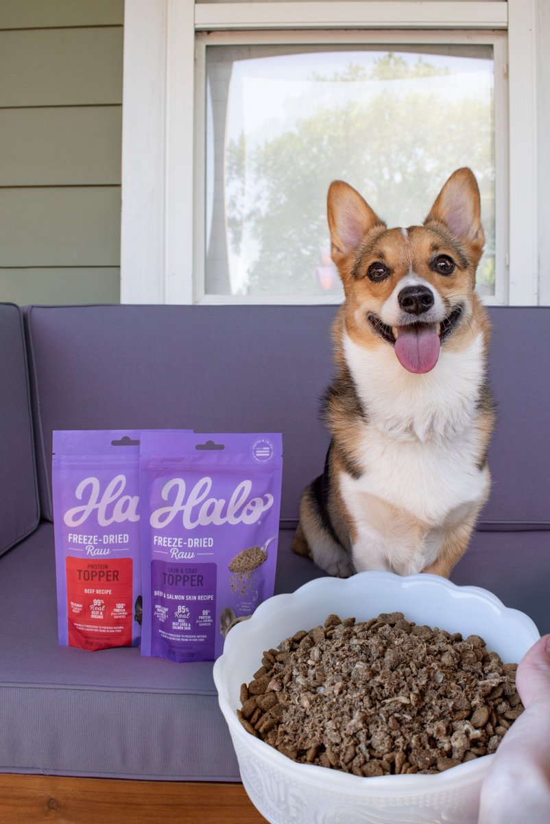 halopets's tweet photo. Dinner was already irresistible. Then the topper bag came out. 😂

99% real beef and organs for a protein boost or beef, liver, and salmon skin for healthy skin and a shiny coat.

Which one would your dog pick? 👇 https://t.co/fHBEbflPz3