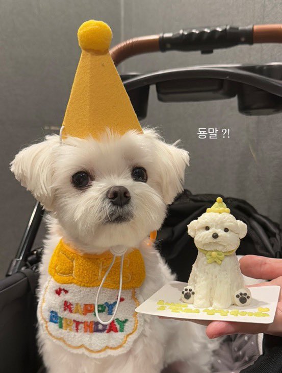 riBBo__o's tweet photo. 오늘 코니 생일이얌 . . . // 
작년 오늘 코니 꼬까옷 입고 사진 찍엇어 ㅠㅠ🥹 https://t.co/mvLRqBXVRA