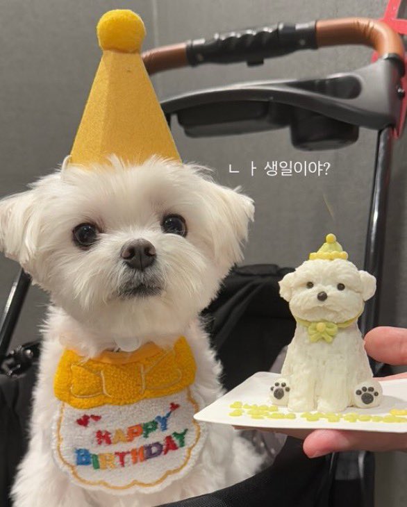 riBBo__o's tweet photo. 오늘 코니 생일이얌 . . . // 
작년 오늘 코니 꼬까옷 입고 사진 찍엇어 ㅠㅠ🥹 https://t.co/mvLRqBXVRA