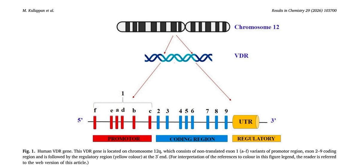 CMEINDIA1's tweet photo. CME INDIA Clinical Pearls

Vitamin D Receptor (VDR) R343C Polymorphism: A Potential Molecular Link Between Vitamin D Deficiency and Dementia

Based on: Malathi Kullappan, Adithya Kasagani Naga Vikram, Krishna Mohan Surapaneni. Results in Chemistry. 2026. 

🔹 This in silico molecular modeling study investigated whether VDR gene polymorphisms reduce calcitriol binding and thereby contribute to progression from mild cognitive impairment (MCI) to dementia. 

🔹 Among 459 missense VDR variants, R343C (rs1057521095), R391C, and R391H were identified as the most pathogenic and protein-destabilizing mutations. 

🔹 Wild-type VDR showed the strongest binding to calcitriol (−11.61 kcal/mol), whereas R343C demonstrated the weakest binding (−8.3 kcal/mol), suggesting impaired vitamin D receptor activation. 

🔹 Molecular dynamics simulations over 200 ns showed that the R343C mutant had greater structural instability, higher flexibility, and poorer compactness than wild-type VDR, indicating reduced receptor function.  

🔹 The mutant receptor formed fewer hydrogen bonds with calcitriol (3 vs 5), further supporting weaker ligand-receptor interaction. 

🔹 Vitamin D signaling through VDR is involved in neuronal survival, neurotrophin production, anti-inflammatory activity, β-amyloid clearance, and maintenance of CNS homeostasis. Impaired VDR signaling may therefore accelerate neurodegeneration. 

🔹 The authors propose that R343C VDR polymorphism may predispose individuals to functional vitamin D deficiency, increasing susceptibility to progression from MCI to dementia. 

Clinical Message

✅ Vitamin D deficiency in older adults with cognitive decline may not always reflect inadequate intake alone; genetic variation in the vitamin D receptor may influence biological responsiveness.

⚠️ Take-home point: This is a computational (in silico) hypothesis-generating study, not clinical proof. Routine genetic testing for VDR polymorphisms is not recommended in current clinical practice, and prospective human studies are needed before translating these findings into patient care.

https://t.co/NzF5RfsMGo