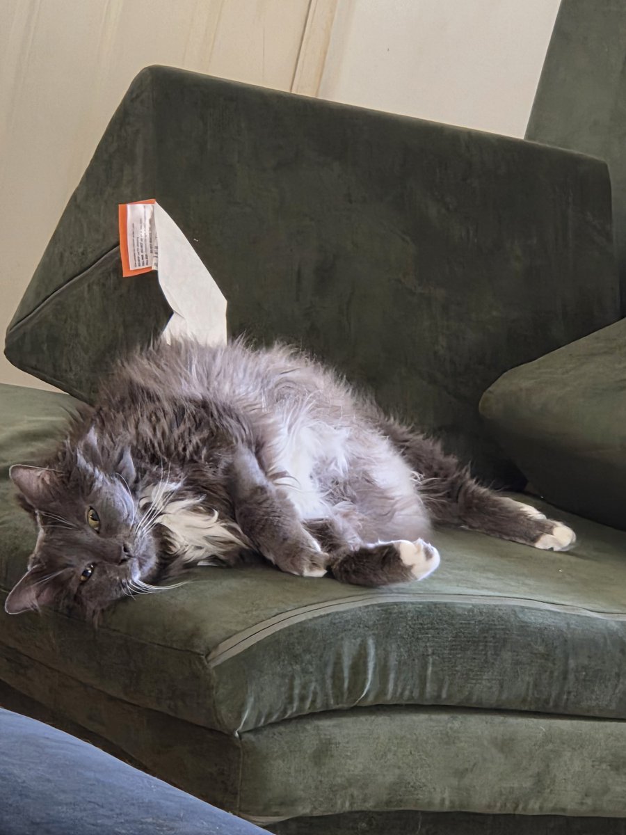 VombatusMedicus's tweet photo. Meowmers is taking it very easy today https://t.co/P0NNG4fYEt