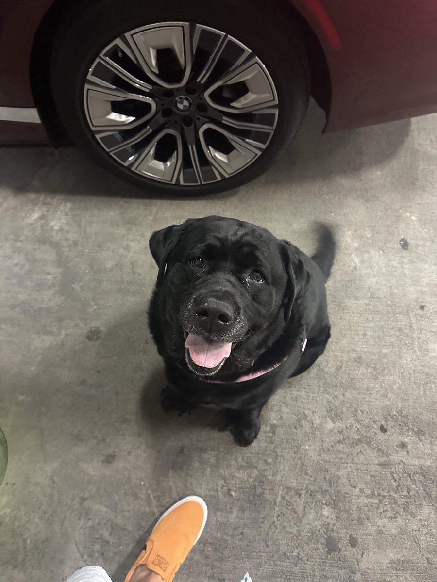 PREDSident's tweet photo. It is bring your dog to work day!!

Hope SMASHVILLE is ready for Yogi! https://t.co/y0VpXKEcV0