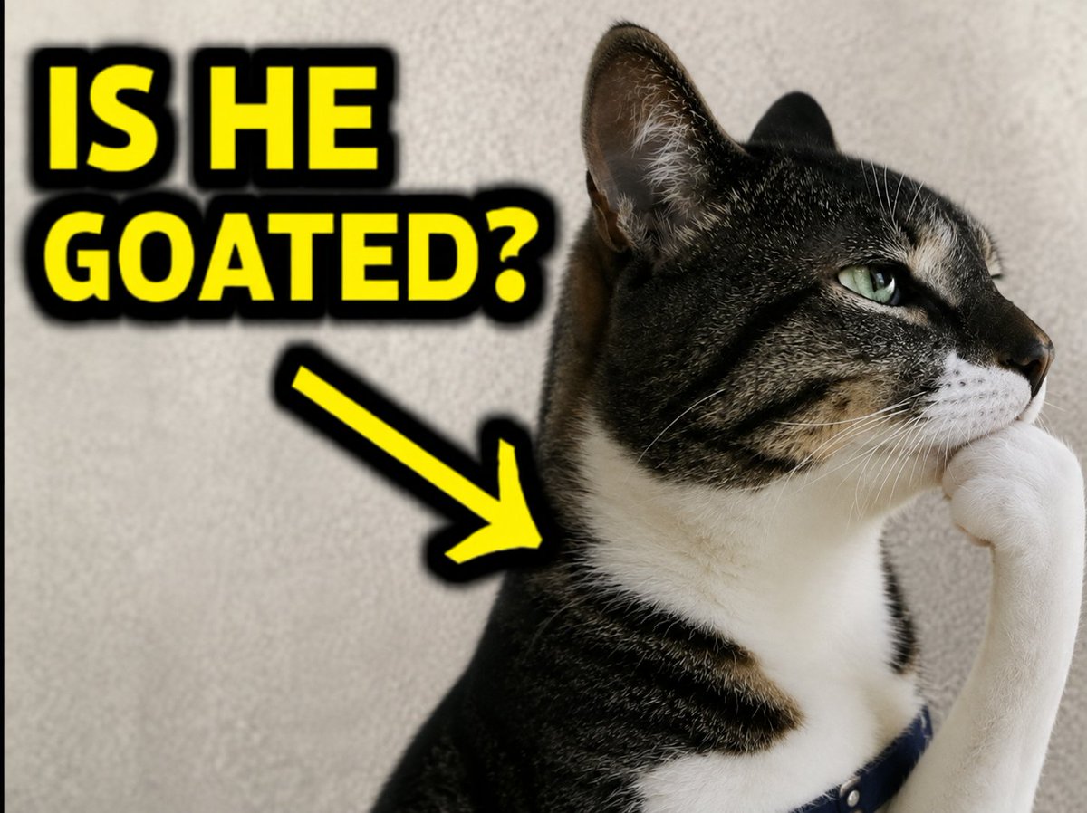 thinkingcatRH tweet picture