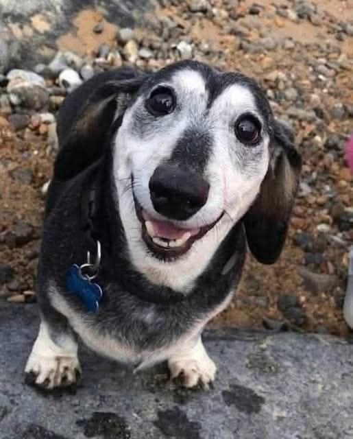 dachshundlove06's tweet photo. It’s my 18th Birthday. Mama adopted me 12 years ago and I’m the best girl. https://t.co/oak29Elwjo