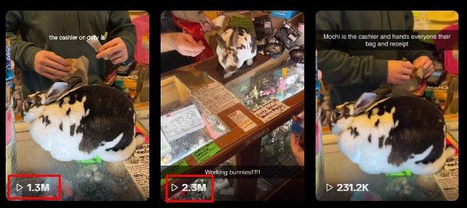 Gabanideveloper's tweet photo. Remember Momo The Doge cashier that went to 1.5 Mil? 
Now we have Bunny Version LOOK AT THE MIDDLE OF VIDEO
14M VIEWS in 14 hours - https://t.co/ElshJucWMv
This rabbit named Mochi literally works as a cashier in Arkansas and ppl are going absolutely crazy over him
Ppl film him, post it on their socials, and they immediately rack up millions of views
The potential of narra is insane because ppl are constantly filming him themselves and sharing the content organically daily
Just check search - https://t.co/hTh9GsjkIX
