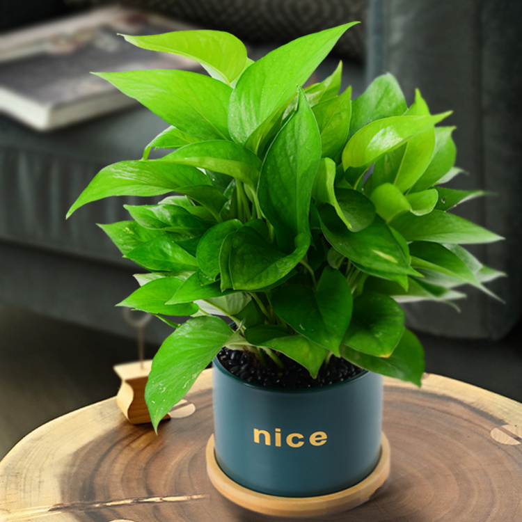 EDMarlo71's tweet photo. Your pothos can thrive with just bright indirect light and weekly watering—no fancy skills needed! Tag a plant parent who needs this tip. #PlantCare， https://t.co/HJYyhM1cDo
