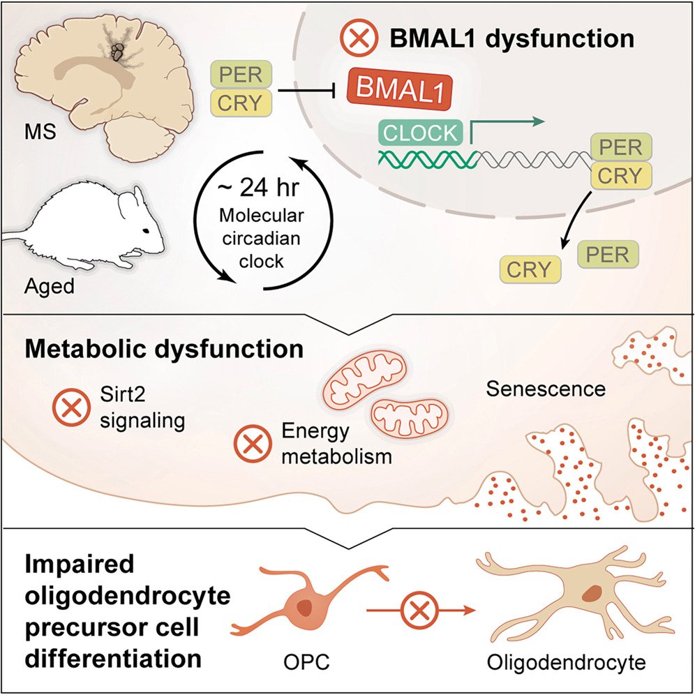 LukensJohnR's tweet photo. Temporal changes in metabolism guide oligodendrocyte precursor cell dynamics in aging and multiple sclerosis @NeuroCellPress  https://t.co/MOGrEbmddA https://t.co/2gycd2qtV5