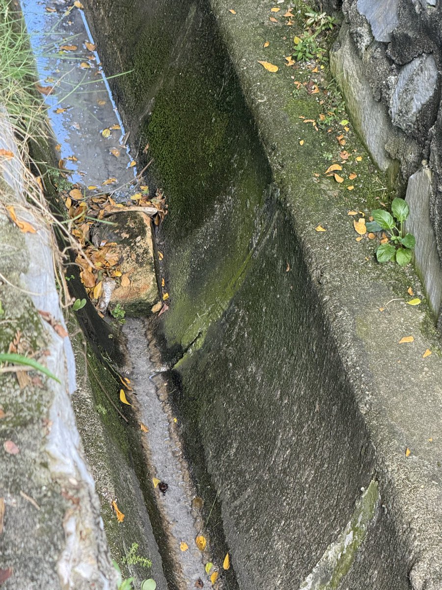 BVinolan's tweet photo. @pjcitycouncil , kawasan kelana jaya sekarang kes Denggi tinggi, puncanya juga melibatkan longkang tersumbat. Tolong bersihkan juga longkang tersumbat dan penuh dengan tumbuhan. Ini Kaw SS5D Kelana Jaya. Tempat lain pun sama. https://t.co/KzHyvirCPd